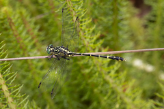 Austrogomphus ochraceus