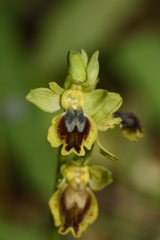 Ophrys lutea lutea