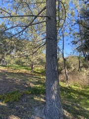 Pinus torreyana
