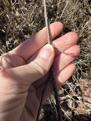 Oemleria cerasiformis