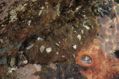 Holothuria mexicana