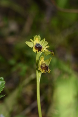 Ophrys lutea lutea