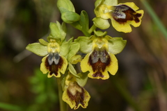 Ophrys lutea lutea