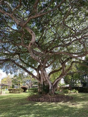 Ficus benghalensis