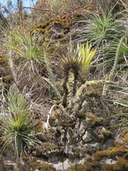 Tillandsia walteri
