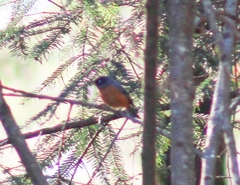 Diglossa baritula