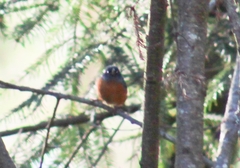 Diglossa baritula