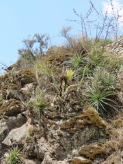 Tillandsia walteri
