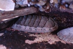 Chiton stokesii
