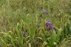 Iris × germanica