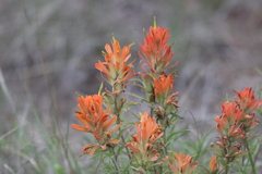 Castilleja lindheimeri