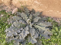 Verbascum sinuatum