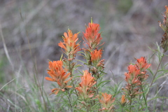Castilleja lindheimeri