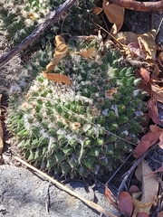 Mammillaria karwinskiana