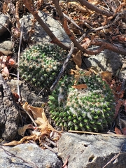Mammillaria karwinskiana