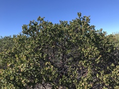 Arctostaphylos purissima purissima