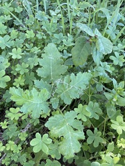 Phacelia malvifolia
