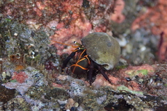 Calcinus obscurus