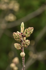 Pistacia terebinthus terebinthus