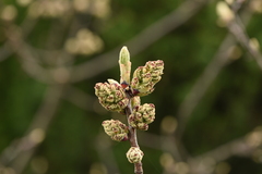 Pistacia terebinthus terebinthus