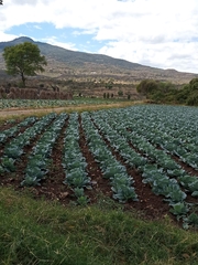 Brassica oleracea capitata