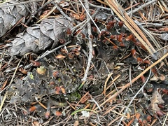 Peltigeraceae