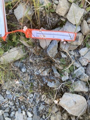 Veronica decora