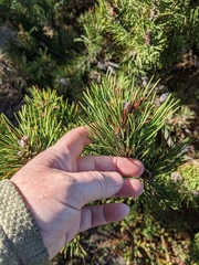 Pinus mugo