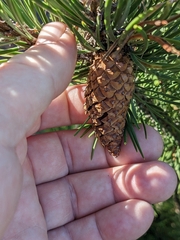 Pinus mugo