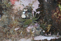 Pachygrapsus socius
