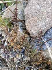 Veronica decora