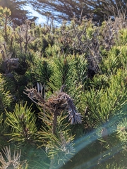 Pinus mugo