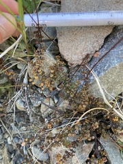 Veronica decora
