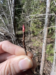 Oemleria cerasiformis