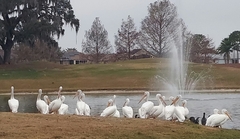 Pelecanus erythrorhynchos