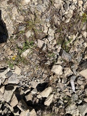 Veronica decora