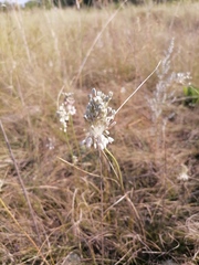Allium podolicum