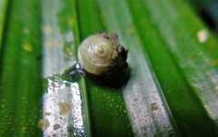 Zachrysia provisoria