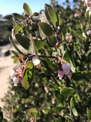 Arctostaphylos rudis