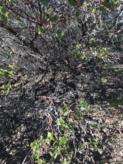 Arctostaphylos rudis