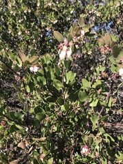 Arctostaphylos rudis