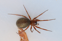 Robertus lividus