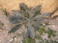 Anchusa strigosa