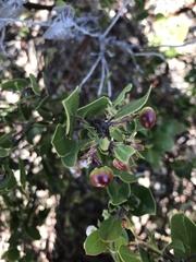Arctostaphylos rudis