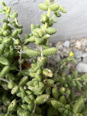 Delosperma echinatum