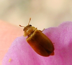 Byturus unicolor