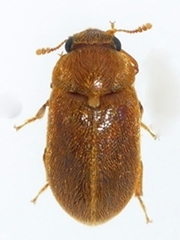 Byturus unicolor