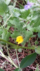 Arachis hypogaea