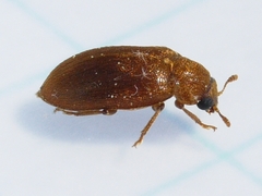 Byturus unicolor