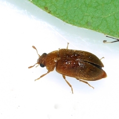 Byturus unicolor